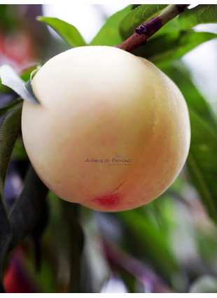 Белый персик №619 (G) - ВЕРХНЯЯ НОТА