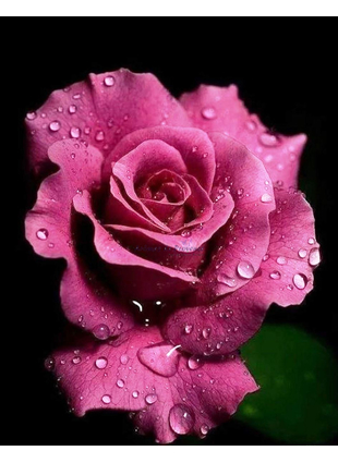 Роза Пурпур №1 -средняя нота