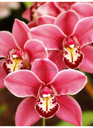 Орхидея №63 - средняя нота